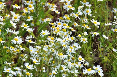 Yazın güneşli bir günde bir sürü papatya