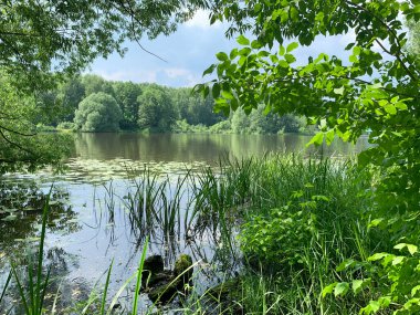 Moskova bölgesi, Balashikha şehri. Yaz günü Pekhorka nehrinin kıyısında, Zarechnaya Park Bölgesi