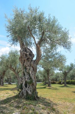 Karadağ, Bar ve antik zeytin ağacı