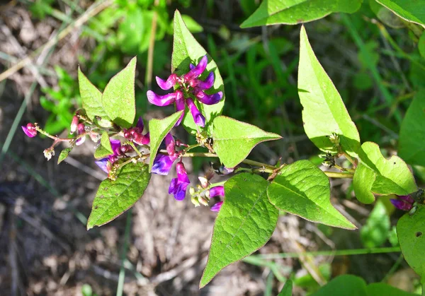 Vicia Ohwiana Hosok Familie Fabaceae Der Bucht Von Achlestyshev Auf — Stockfoto