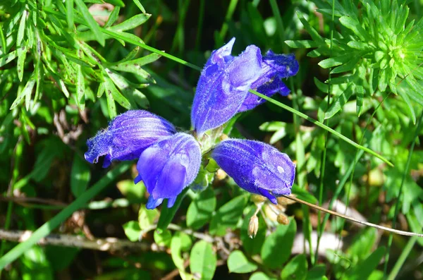 Dracocephalum Charkeviczii Prob Familie Lamiaceae Der Drachenkopf Von Charkewitsch Der — Stockfoto