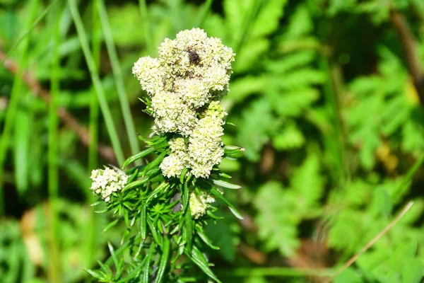 Rússia Vladivostok Flora Ilha Russa Planta Florescente Flor Branca Baía — Fotografia de Stock