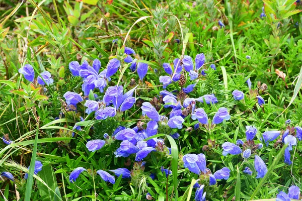 Dracocephalum Charkeviczii Prob Family Lamiaceae Dragonhead Kharkevich Bay Akhlestyshev Island — Stock Photo, Image