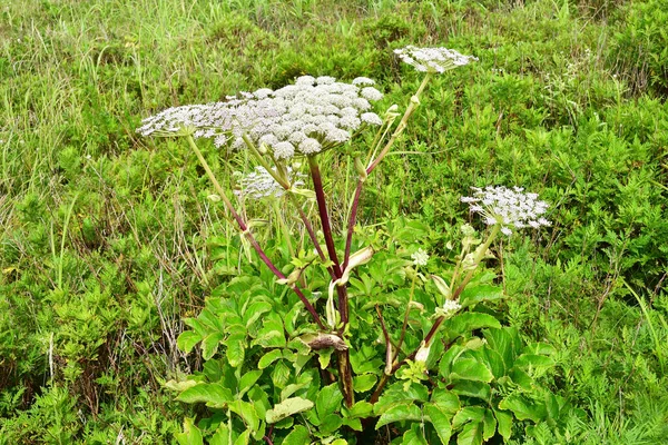 러시아 섬의만 안젤리카 식물입니다 러시아 블라디 보스토크 — 스톡 사진