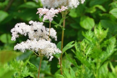 Rus adasındaki Akhlestyshev Körfezi 'nde Spiraea. Rusya, Vladivostok, Primorsky Krai