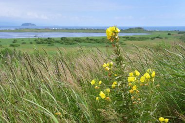 Oenothera (Onagraceae familyası), Rusya 'da Akhlestyshev Gölü' ne kulak verir. Rusya, Vladivostok
