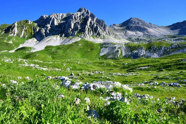 Yazın güneşli bir günde Abhazya, Arabica yaylası. Yazın Arabica platosunda çiçek açan şakayıklar. 