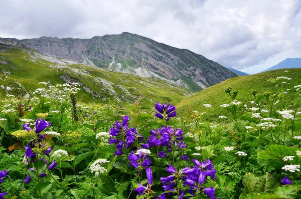 Abkhazia Altopiano Arabica Nebbiosa Mattina Estate Fioritura Fiori Dal Ventre — Foto Stock