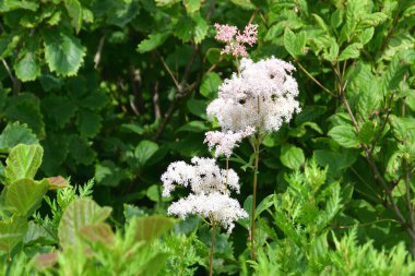 Rus adasındaki Akhlestyshev Körfezi 'nde Spiraea. Rusya, Vladivostok, Primorsky Krai