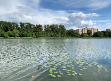 - Rusya. Yazın Pekhorka nehri. Moskova bölgesi, Balashikha şehri.
