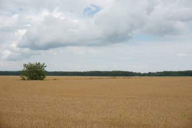 sarı kayın alanıyla