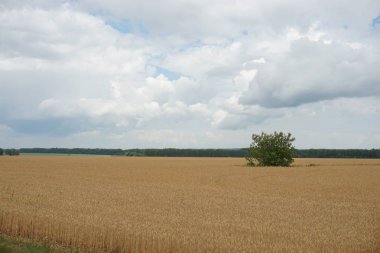 sarı kayın alanıyla