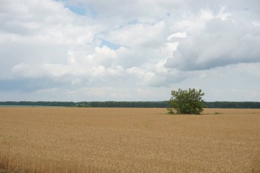 sarı kayın alanıyla