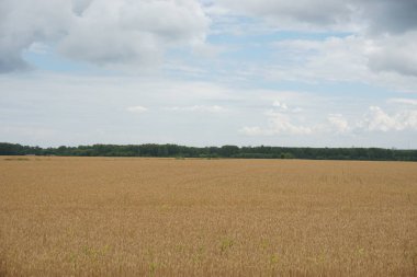 sarı kayın alanıyla