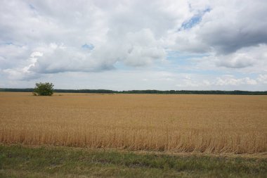 sarı kayın alanıyla