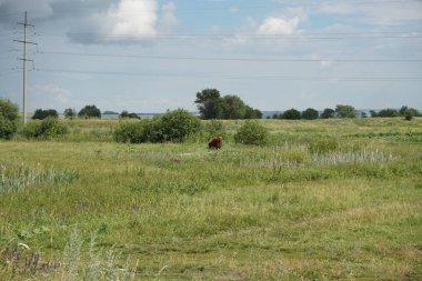 çim yeme mera üzerinde kahverengi inek