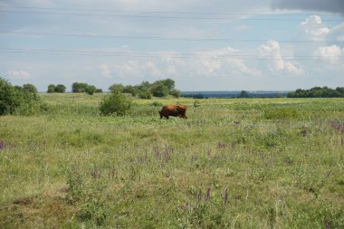 çim yeme mera üzerinde kahverengi inek
