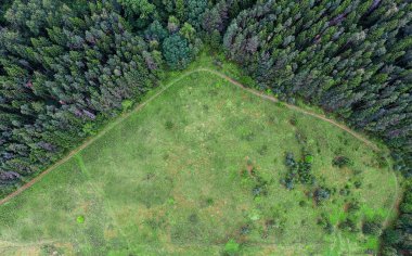 Orman, glade, yukarıdan görüntülemek