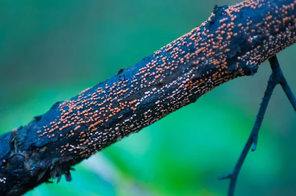 Makro Baumstamm Auf Kühlem Hintergrund Herbstliche Natur — Stockfoto