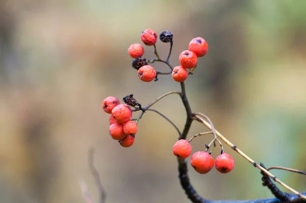Красная Ягода Крупным Планом Макрос Зеленом Осеннем Фоне Леса Осенний — стоковое фото