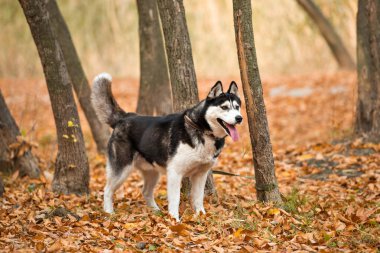 Yetişkin köpek Husky Sonbahar Park kahverengi gözlü, dilini sıkışmış. Sıcak renklerde manzara