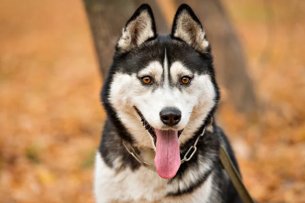 Adult Dog Husky Brown Eyes Autumn Park Stuck Out His — Stock Photo, Image