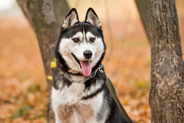 Perro Adulto Husky Con Ojos Marrones Parque Otoño Sacó Lengua —  Fotos de Stock