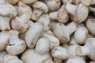 Taze kesilmiş şampanya yakın çekim. Mantar yığını, mantar, 