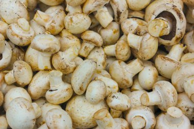 Taze kesilmiş şampanya yakın çekim. Mantar yığını, mantar, 