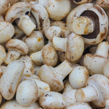 Taze kesilmiş şampanya yakın çekim. Mantar yığını, mantar, 