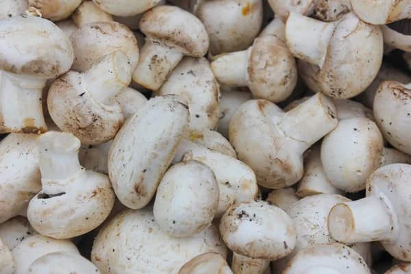 Taze kesilmiş şampanya yakın çekim. Mantar yığını, mantar, 