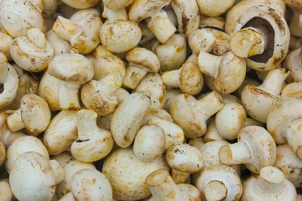 Taze kesilmiş şampanya yakın çekim. Mantar yığını, mantar, 