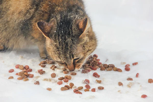 Feeding a homeless cat in winter. A homeless cat eating food in