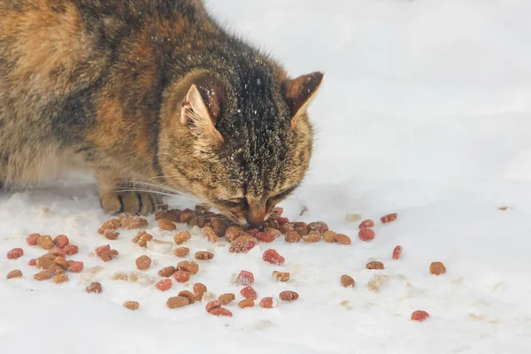 Feeding a homeless cat in winter. A homeless cat eating food in