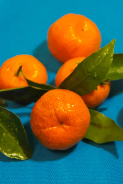 Mandarynki z liści na niebieski, niebieski, tło. Pomarańczowy i niebieski — Zdjęcie stockowe