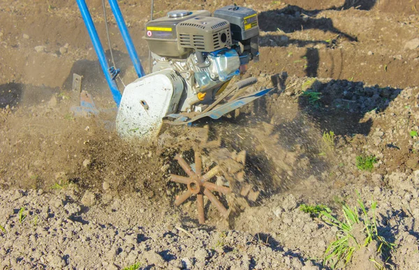 Ploeg de grond met een motor-blok. Ploegen de grond. Cultiveren — Stockfoto