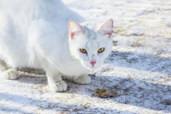 Die weiße Katze frisst ein Schnitzel. Obdachlose, einjährige Katze — Stockfoto