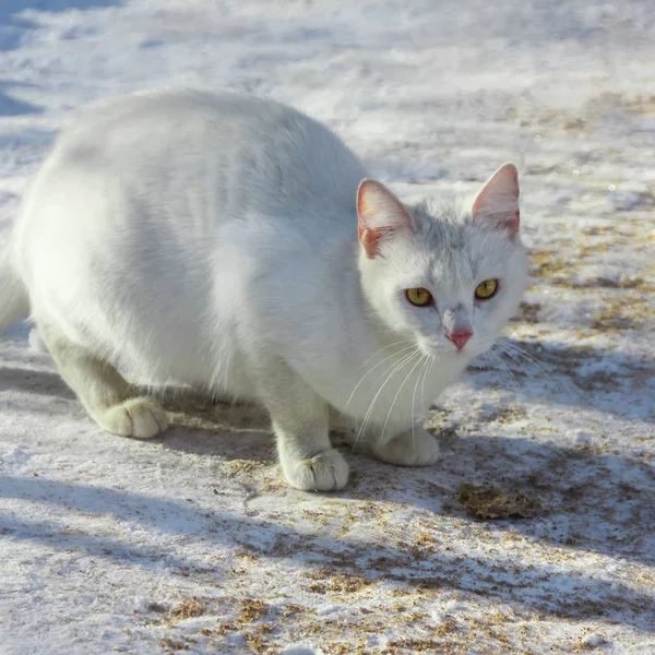 Die weiße Katze frisst ein Schnitzel. Obdachlose, einjährige Katze — Stockfoto