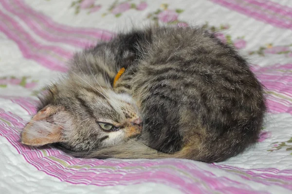 Il gattino a strisce rannicchiato sul letto. Il gattino dorme su th — Foto Stock