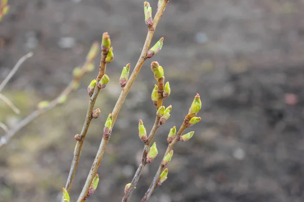 Rama primaveral con brotes hinchados. las primeras hojas pequeñas Fotos De Stock