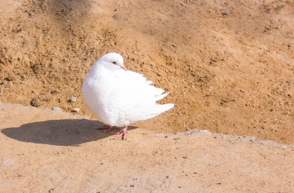 Pomba branca em um fundo de areia vermelha. branco no vermelho — Fotografia de Stock