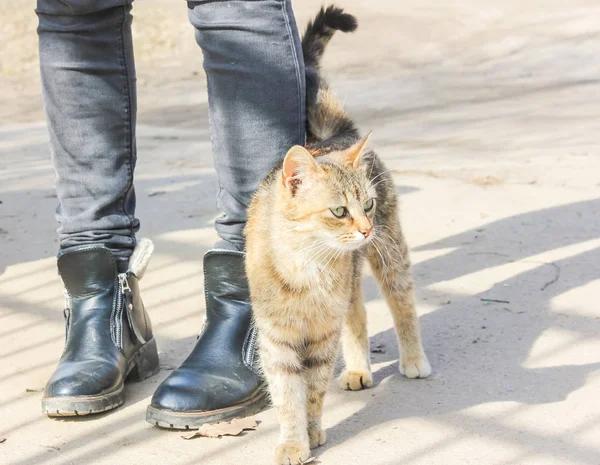 Die hungrige Katze reibt sich an den Beinen eines Passanten. Straßenkatze bei Hi — Stockfoto