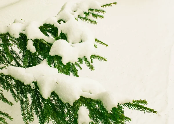 Snö på Gran lemmar. Gran grenar täckta med snö — Stockfoto