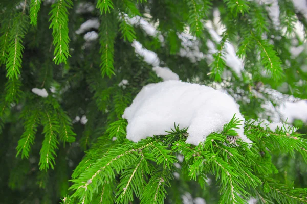 Neve em membros de abeto. Ramos de abeto cobertos de neve — Fotografia de Stock