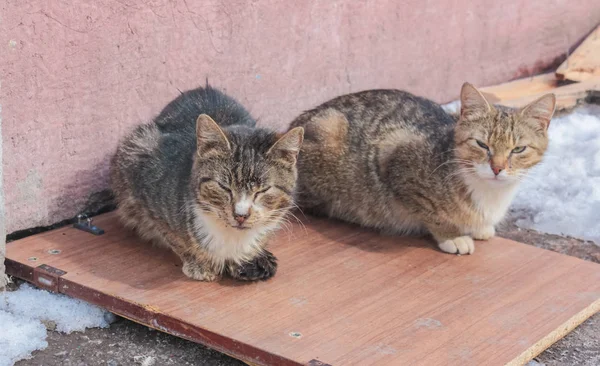 Zwei obdachlose Katzen. mit kranken Augen, die sich in der Sonne am Meer aalen — Stockfoto