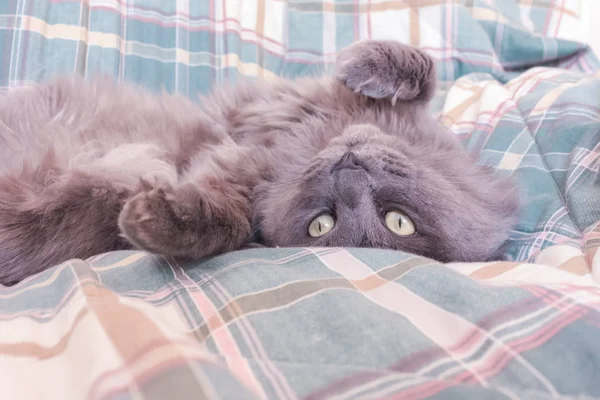 Naughty grey cat basking on the bed. Cat lying paws up on the so — Stock Photo, Image
