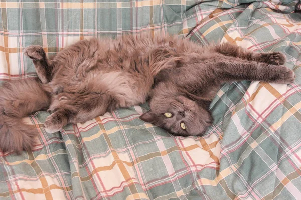 Naughty grey cat basking on the bed. Cat lying paws up on the so — Stock Photo, Image