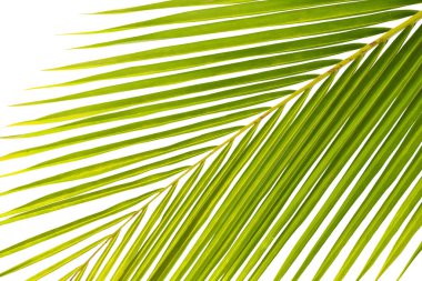 Hurma ağaçlarının yaprakları beyaza bürünmüştür.