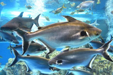 Yanardöner köpekbalığı, dev dev sutchi yayın balığı (Pangasianodon hipophthalmus)