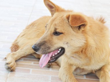 Dili çıkmış Taylandlı kahverengi köpek.